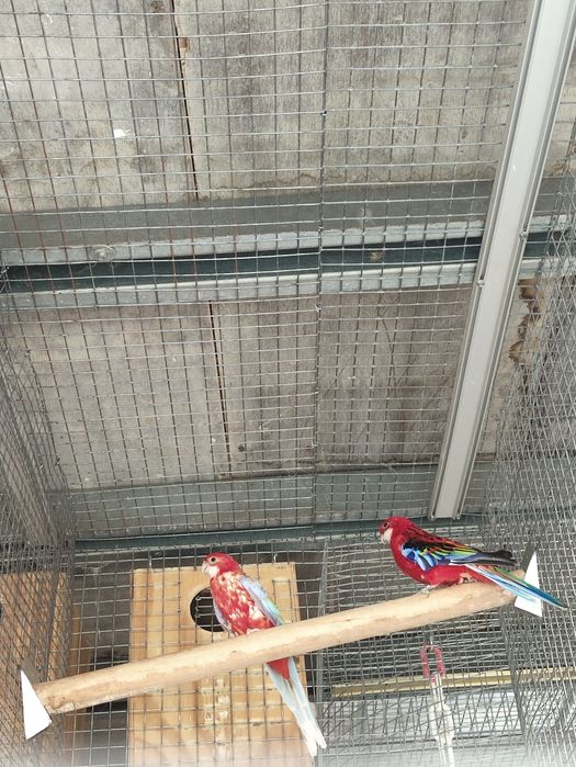 Casal de roselas adultos