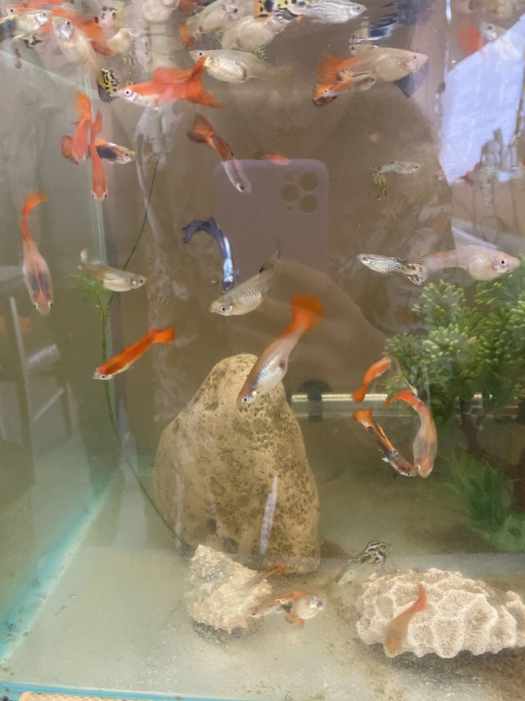 Peixes variados e aquarios