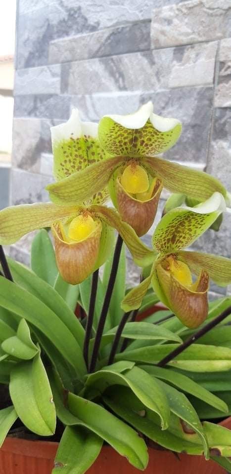 Sapatinhos orquídeas