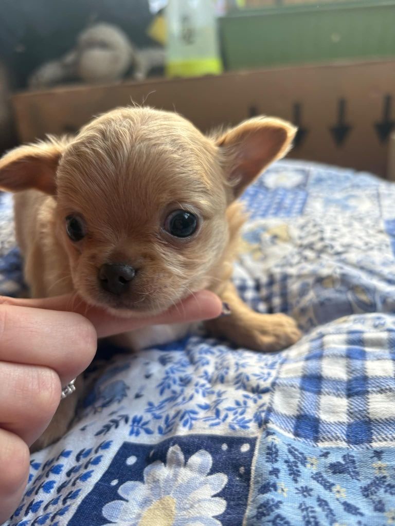 Piesek Chihuahua Samiec Chłopiec Biszkoptowy Długowłosy