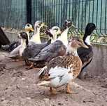 Kaczki Miniaturowe Call Duck Kaczory