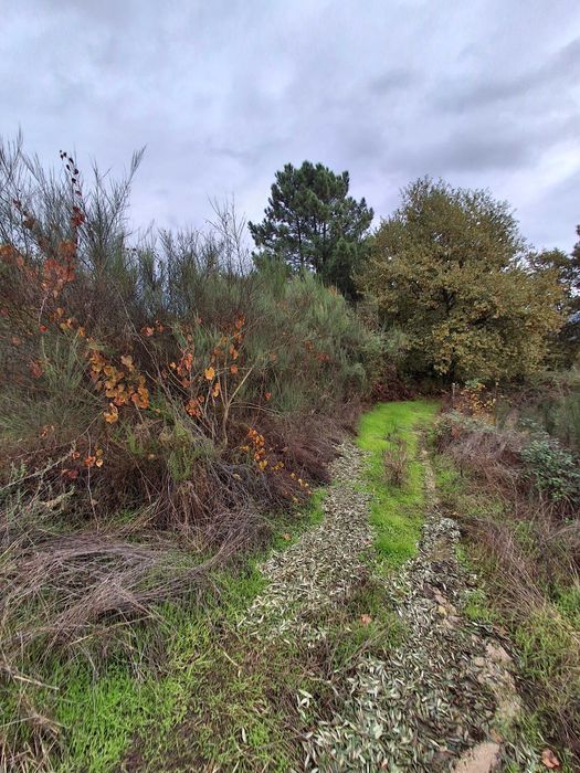 Terreno em Atalaia, Pindo, Penalva do Castelo