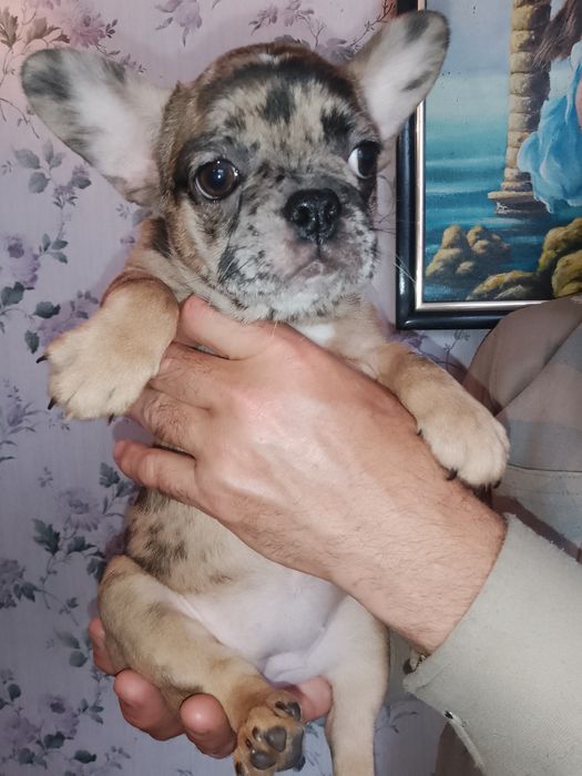 Продаж французьких бульдогів