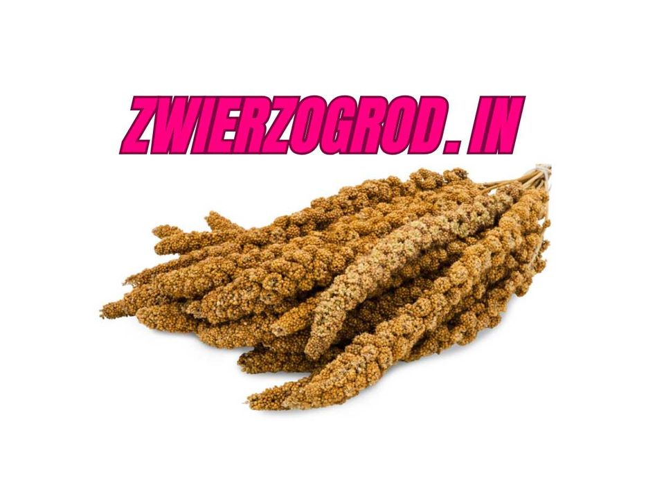MDM Proso Senegalskie Żółte 1 kg papuga kanarek ** zwierzogrod.in **