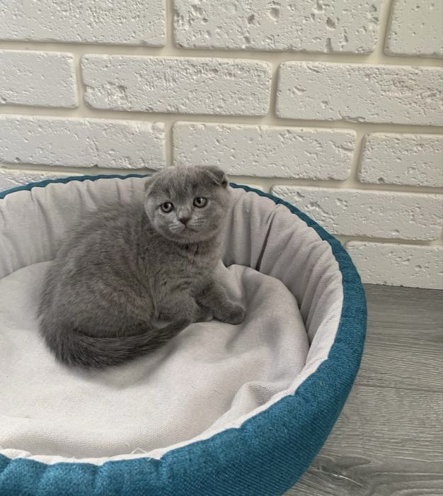 Скоттиш фолд мальчик