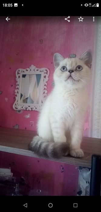 Котёнок,котик,серебристая шиншилла,Шотландский кот.