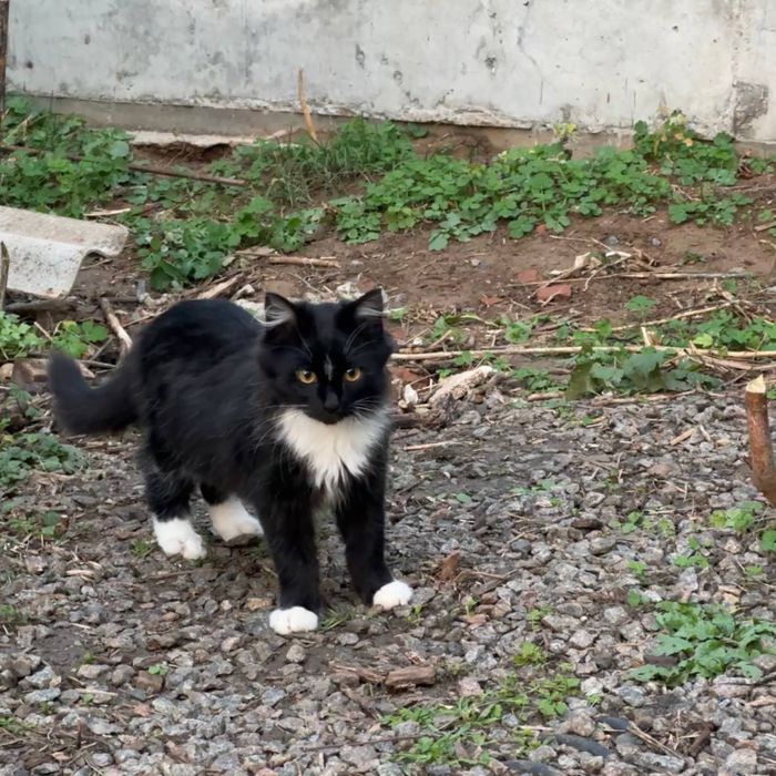 Кошенята, коти, котики