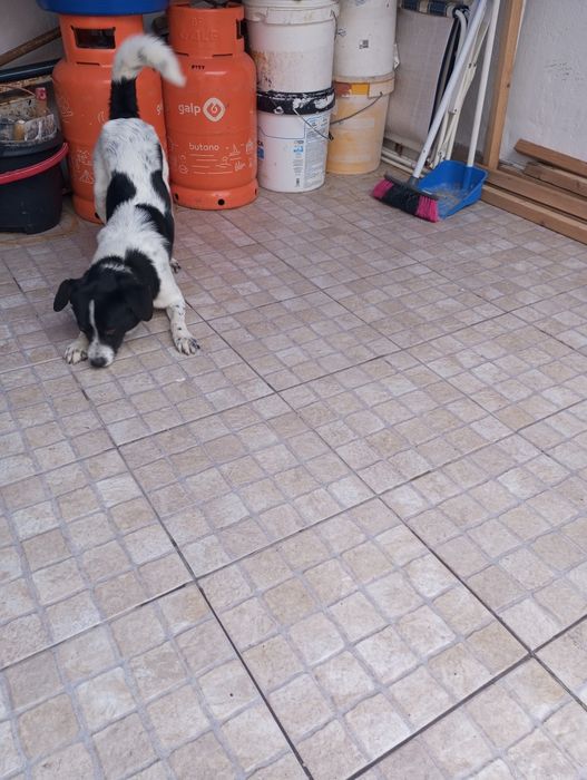Da se cãozinho com 8 meses