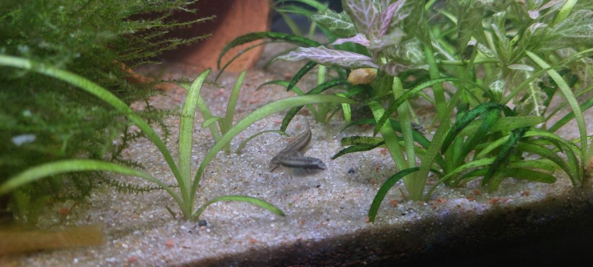 Ancistrus SP// Kribensis // Valisneria