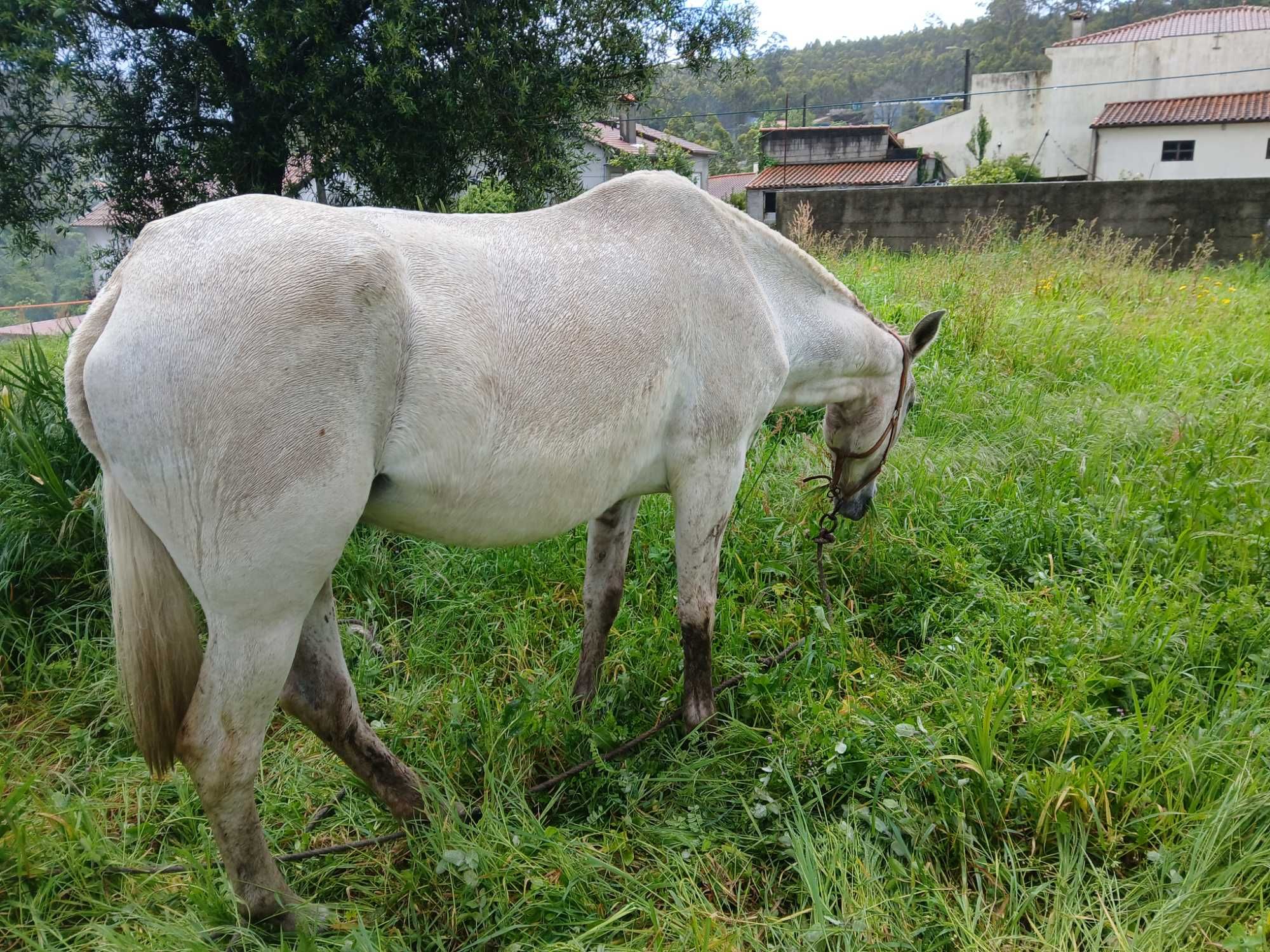 Vendo egua russa pontuada