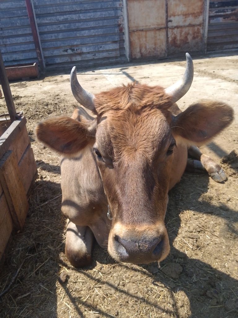 Продам корів добрі и молоді