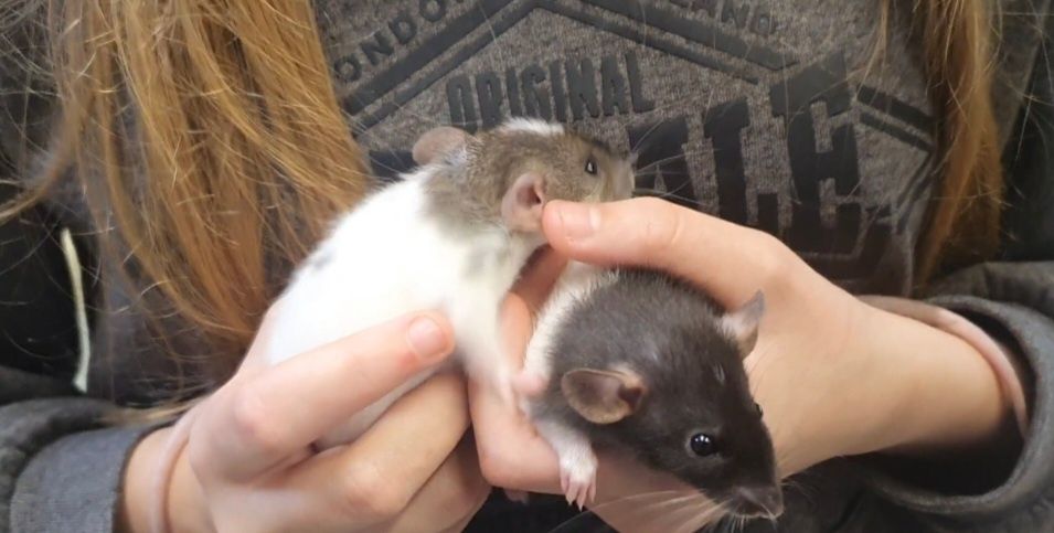 Szczurek Dumbo || Szczurki, szczury, szczurek, urocze i oswojone