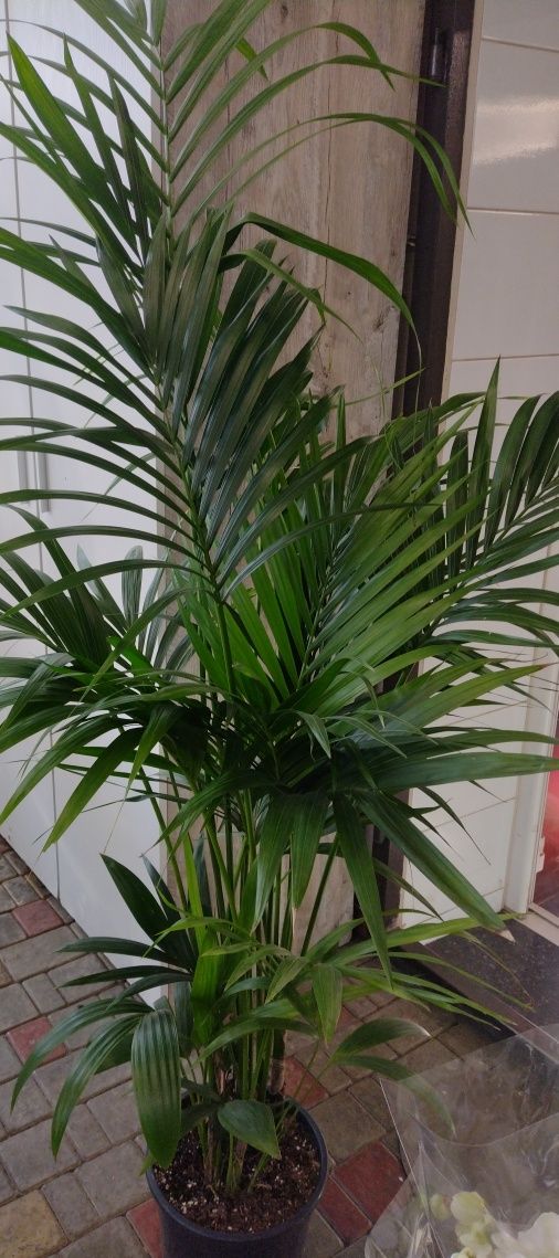 Ховея шикарная пальма не прихотливая 170 см