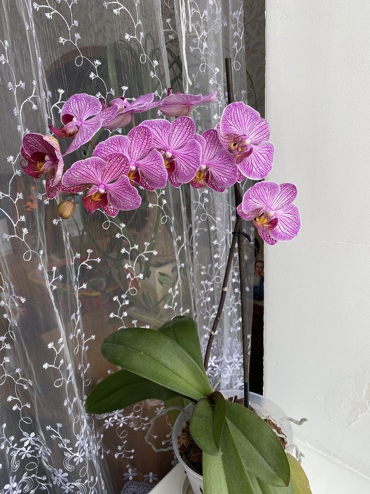 Орхідея Phalaenopsis