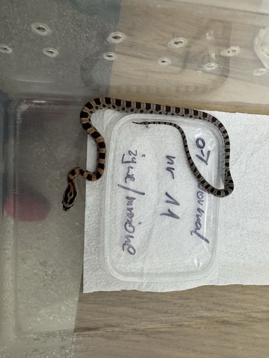 Wąż zbożowy hybryda -królewski