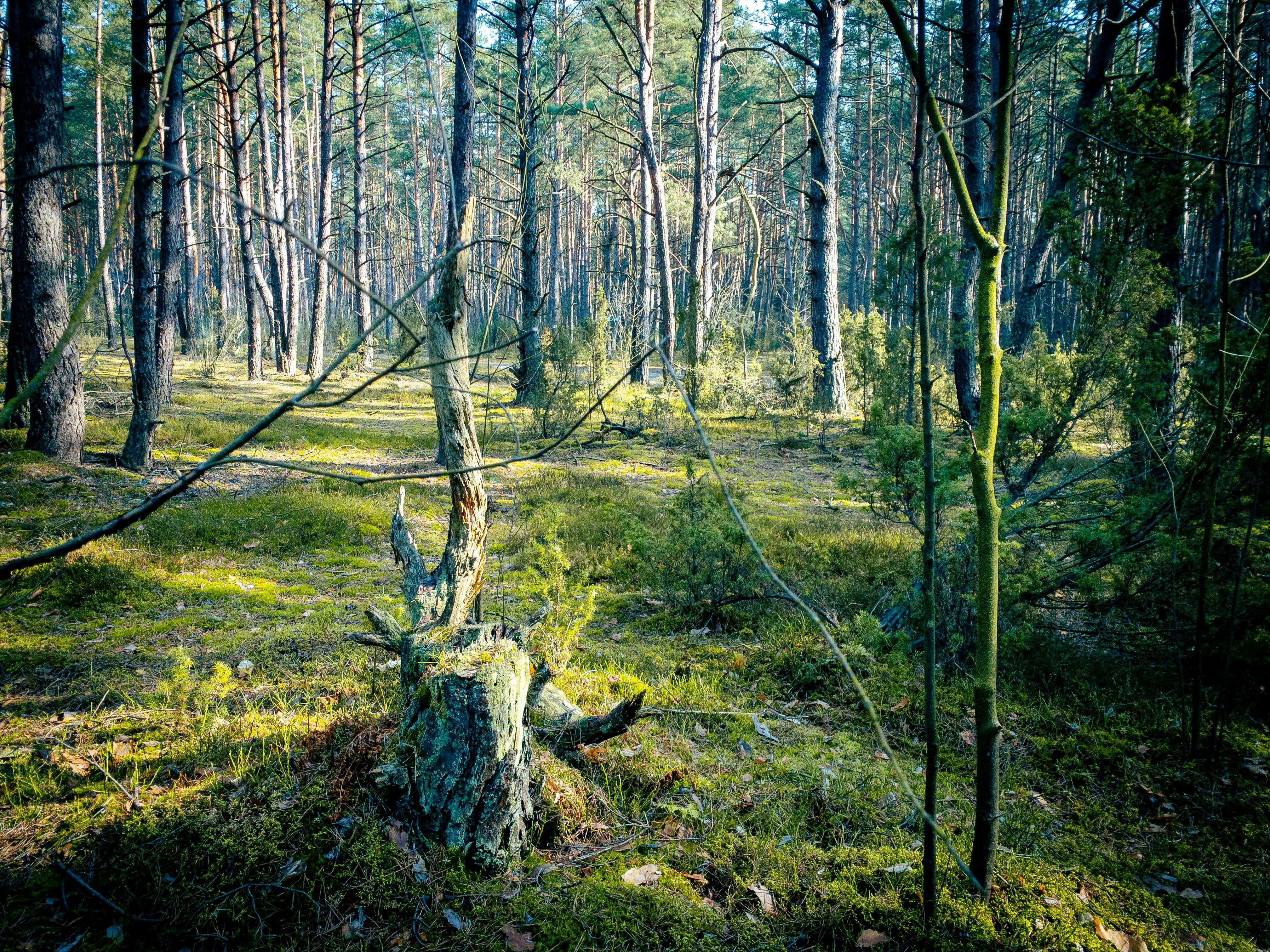 Piękna działka w lesie, 3050m2, Popowo-Letnisko