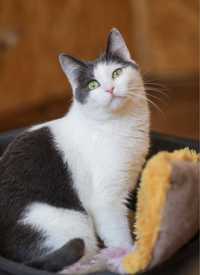 Пушистый кот Степан, 1,5 года, красивый котик, ласковый котенок