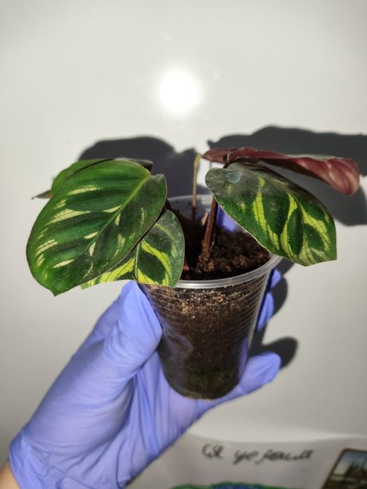 Калаткя маккоя кімнатна