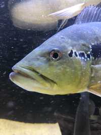 Cichla Pinima 30-32cm - Tucunaré Pinima