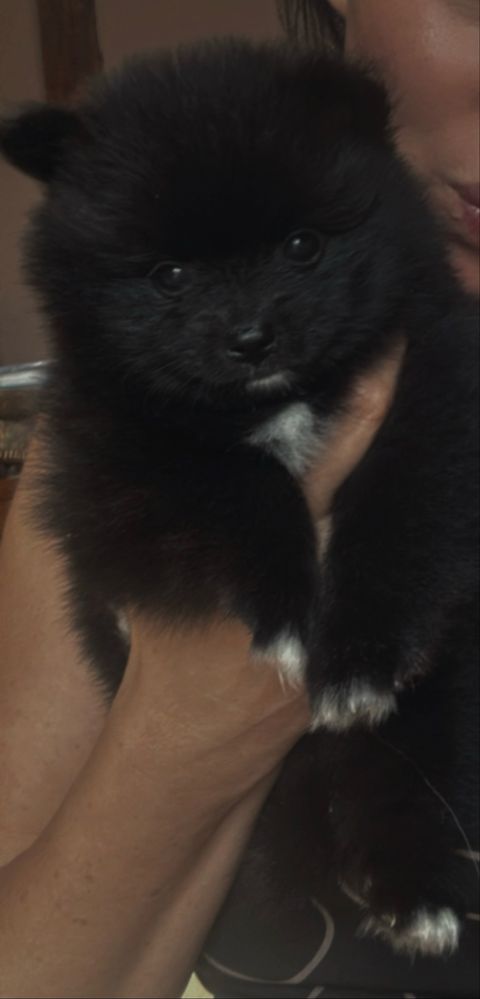 Pomeranian szpic miniaturowy gotowy do odbioru