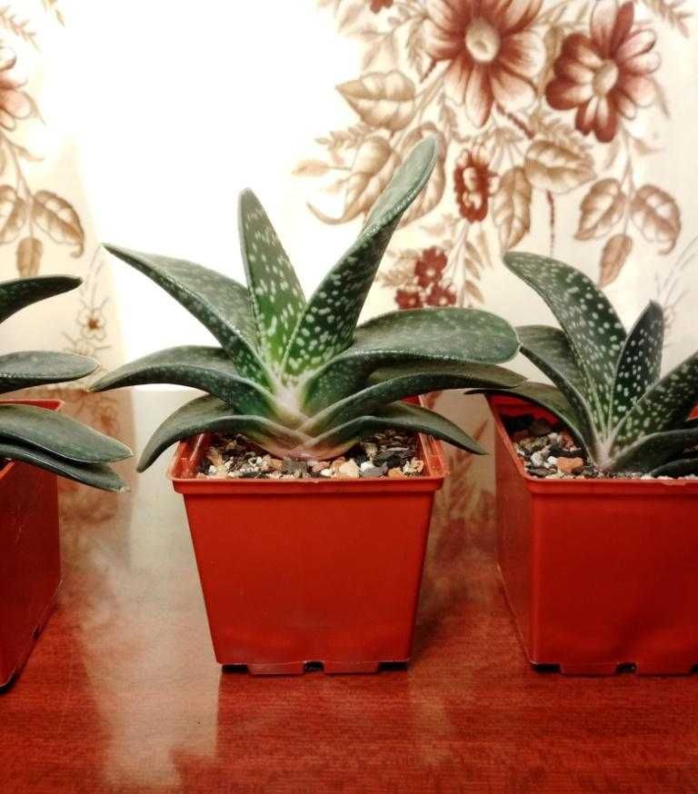 Гастерия карликовая (Gasteria liliputana)