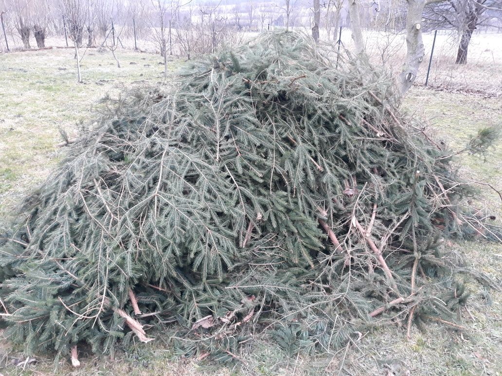 Oddam za darmo gałęzie świerk, sosna