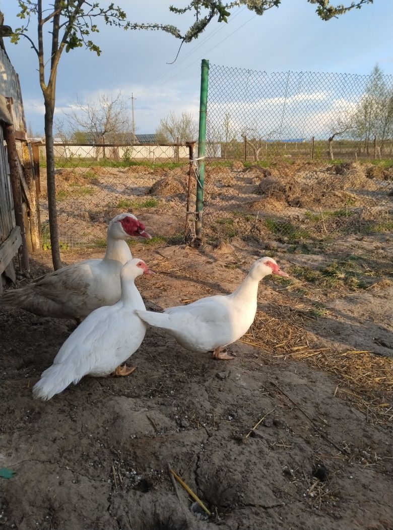 Яйце інкубаційне мускусної індокачки