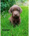Labrador Retriever czekoladowa suczka rodowód
