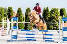 Klacz prosto od hodowcy. Startuje L, palomino