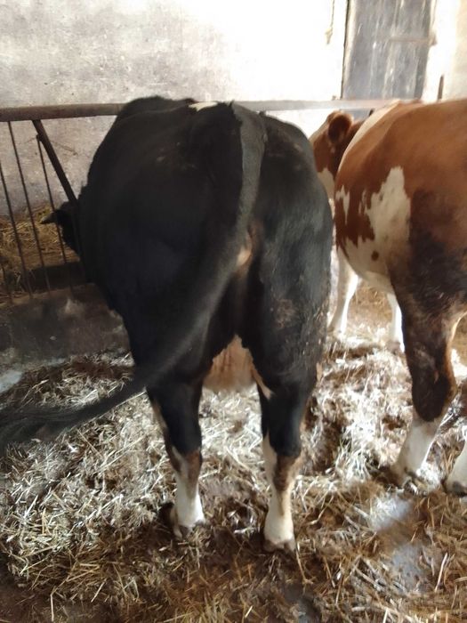 Jałówka cielna mięsna