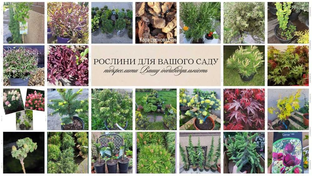Туя Смарагд.Ялівець БлюАроу.Кора Соснова,Магнолії,Ялинки, Сосни,Піхти.