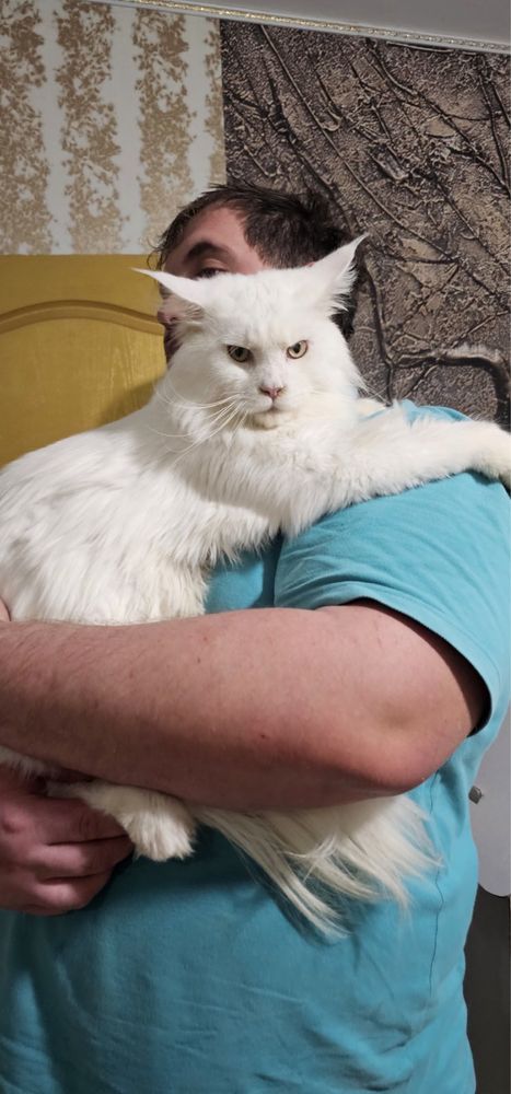 Котята мейн кун с профессионального питомника