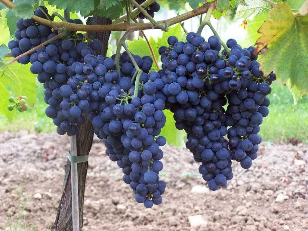 САДЖЕНЦІ ВИНОГРАДУ для вина безпробленого вирощування