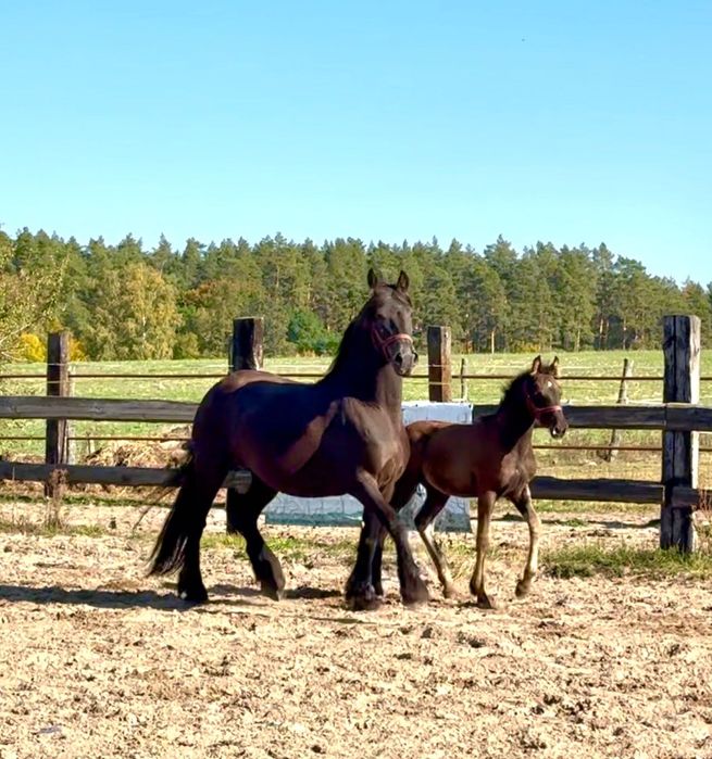 Klacz Fryzyjska ze źrebakiem