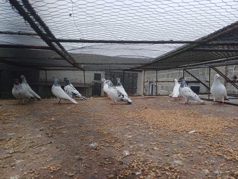 Gołebie lotne peszty