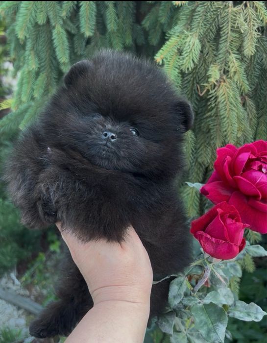 Мальчики шпицульки