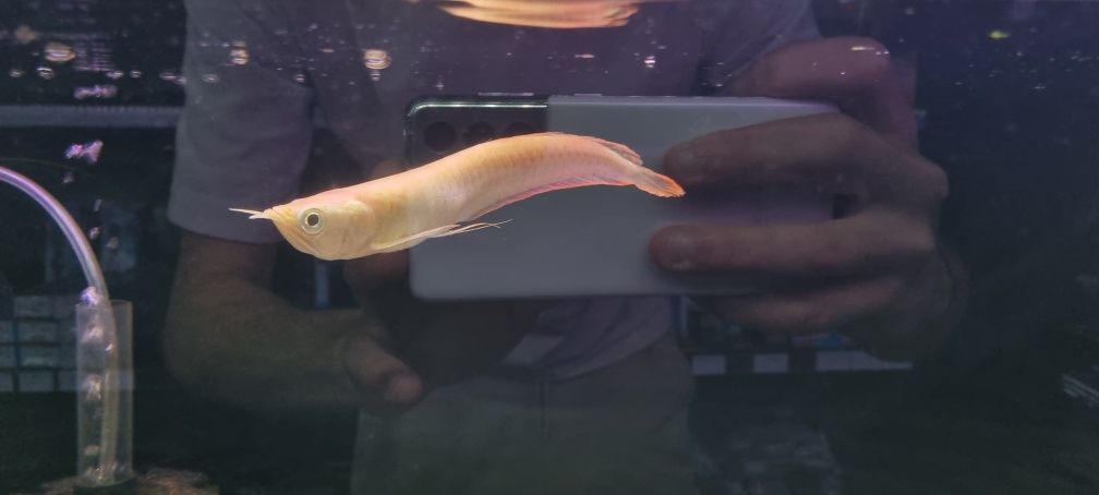Arowana Silver albino 20cm