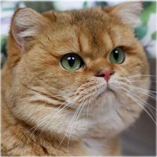 Ynes złota kotka brytyjska BRI ny 11 po Championce słodka jak laleczka