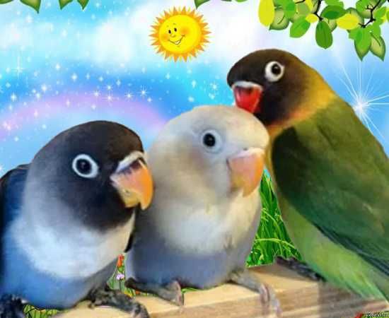Молодые попугаи неразлучники