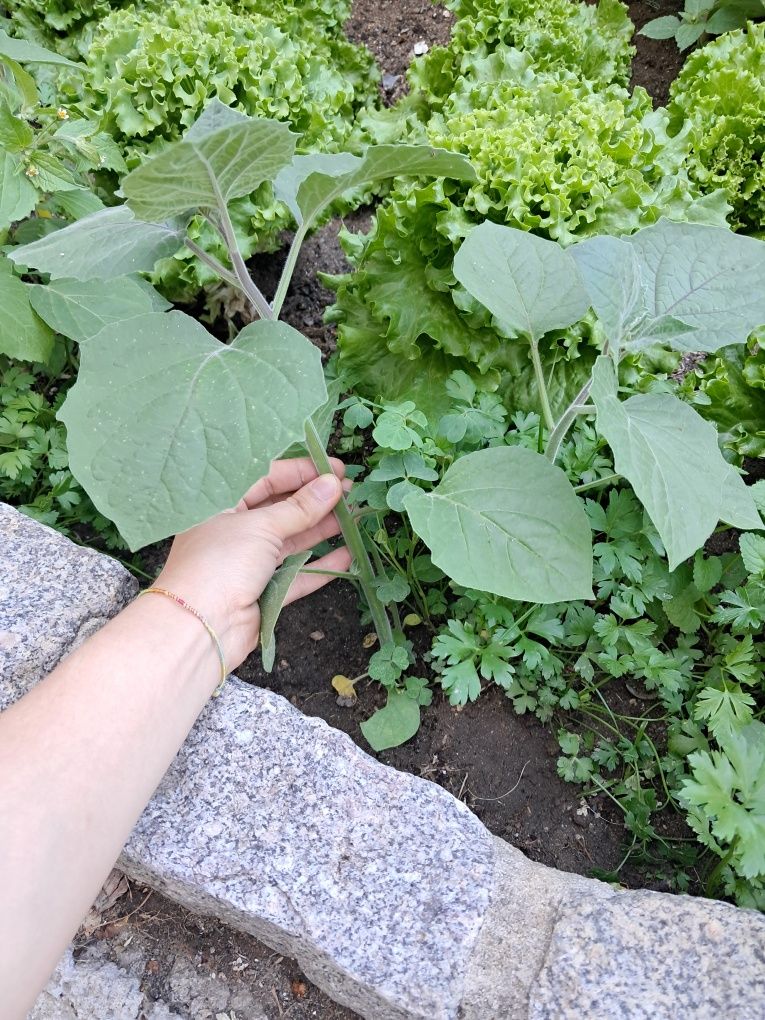 Mudas de plantas physalis / fisális