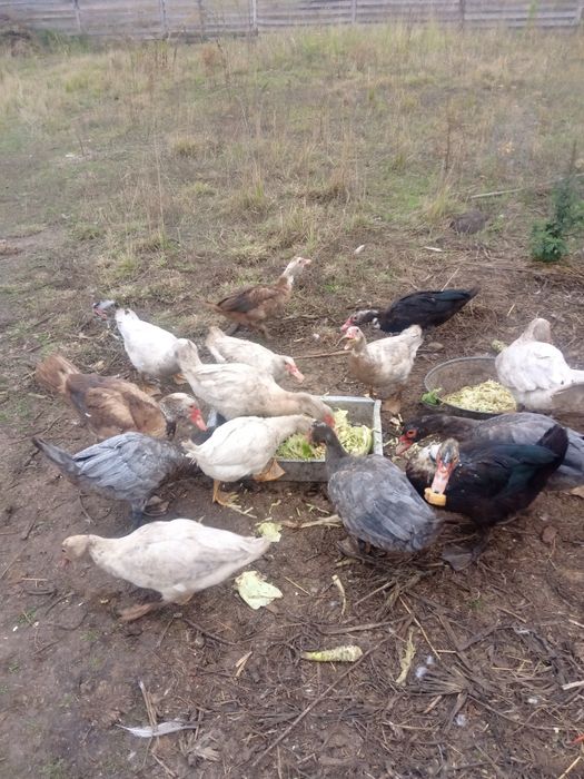 Продам уткі мускусни індоуткі