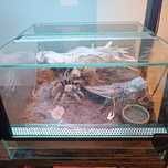Aphonopelma Chalcodes + gratis dwa pająki