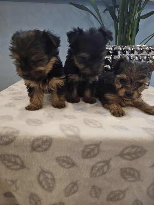 York z Rodowodem do odbioru