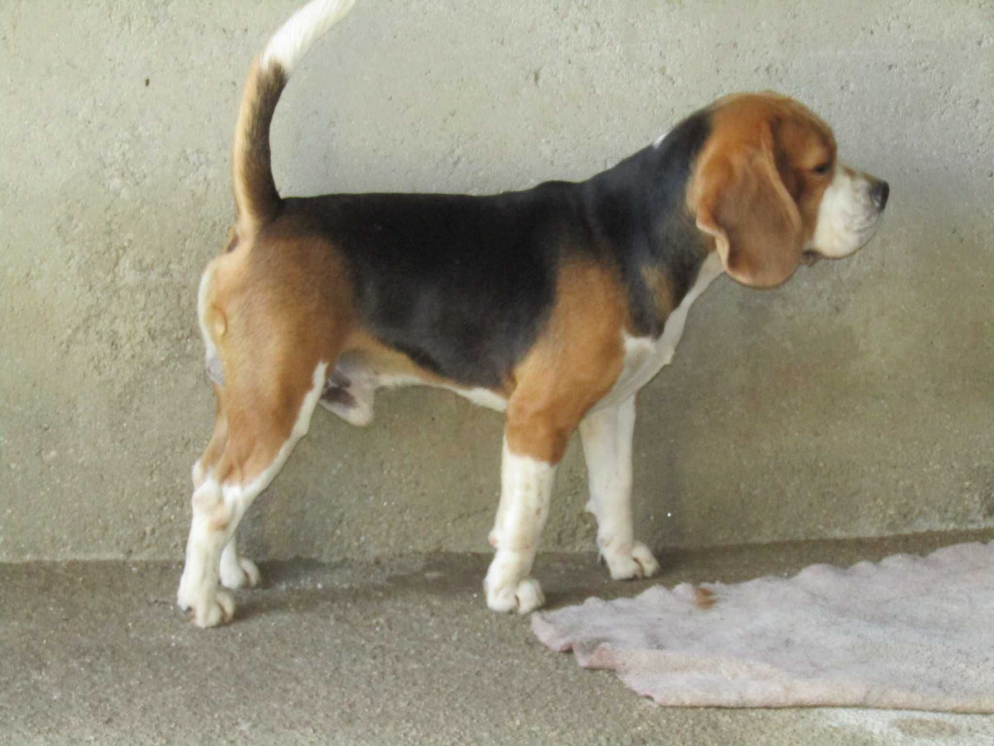 Fêmea Beagle Tricolor de Qualidade Porte Pequeno.
