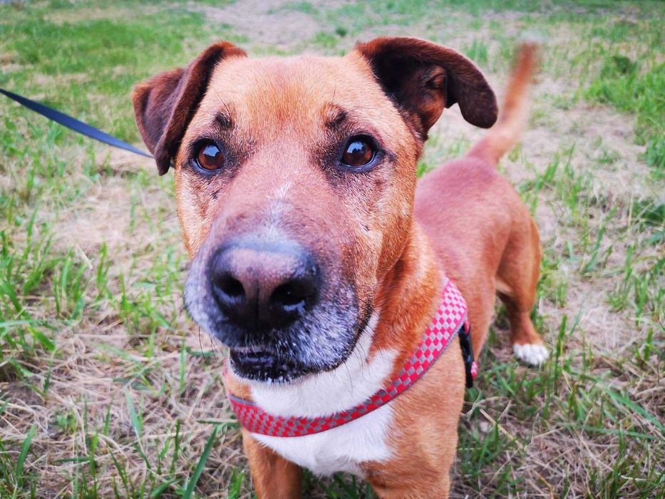 LAKI szuka domu. Pokochaj na zawsze