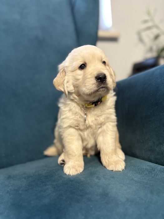 Golden retriver Chłopczyk