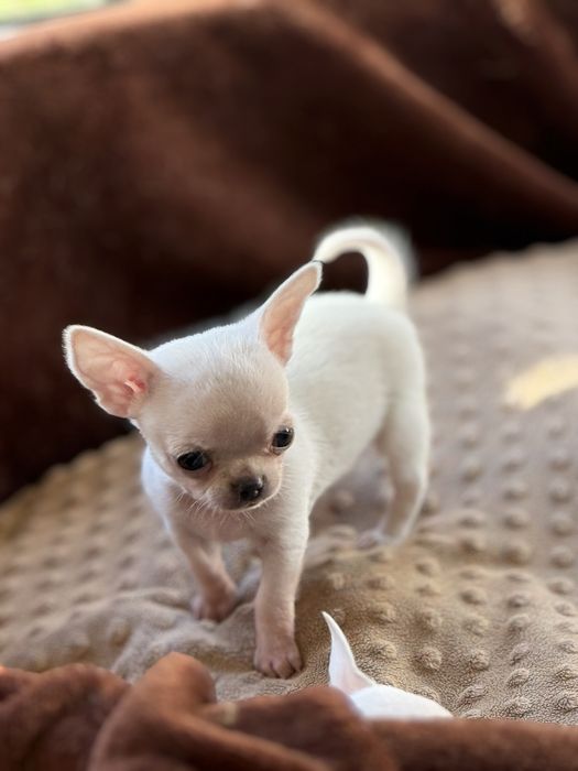 Maleńki Leo chihuahua krótkowłosy