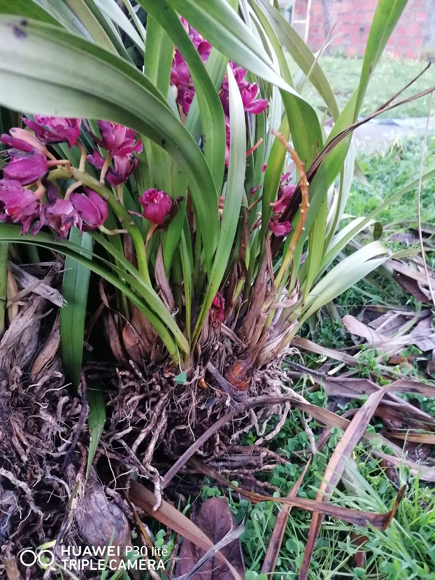 Orquídeas para venda