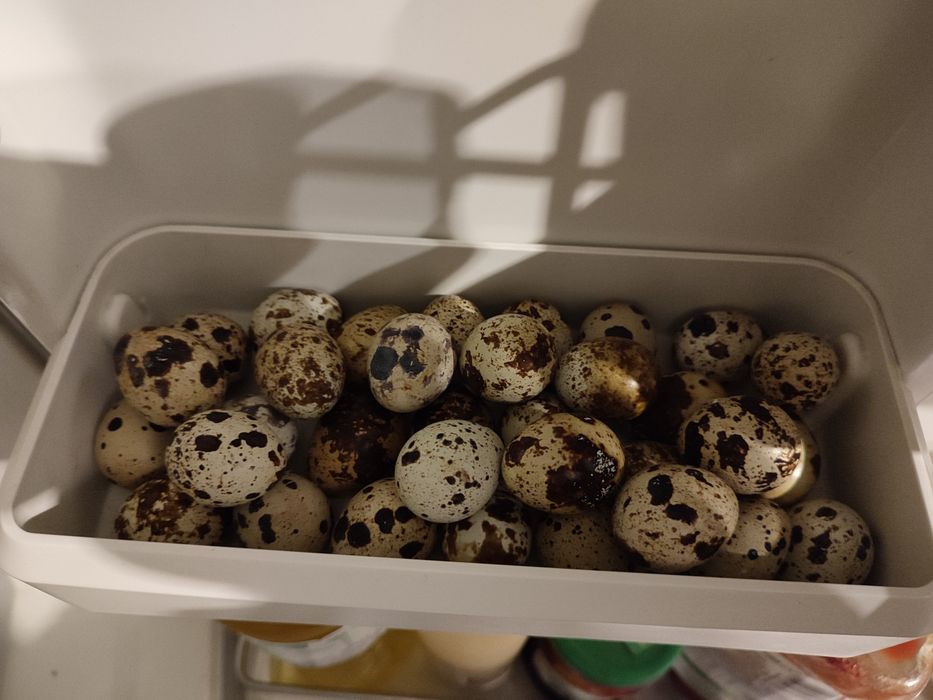 Jajka do koszyczka,przepiórcze swojskie.