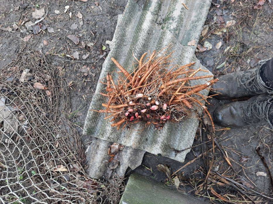 Квіти піони трав'янисті , кущики, саджанці